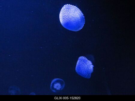 Kéklõ medúzák-stock-foto