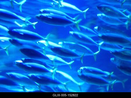 Halak az óceáni akváriumban-stock-foto