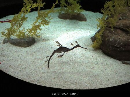 Tengeri csikó-stock-foto