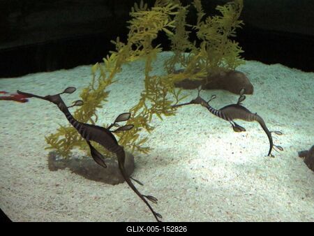 Tengeri csikók-stock-foto