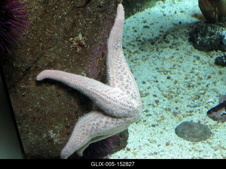 Fehér tengeri csillag-stock-foto