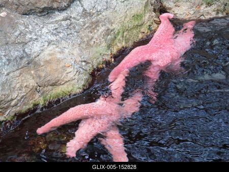 Tengeri csillagok-stock-foto