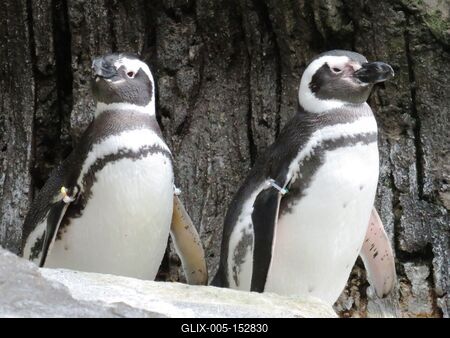 Pingvinek-stock-foto