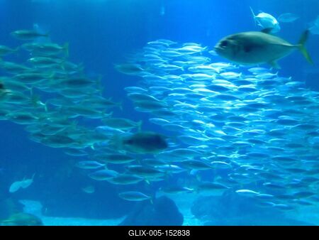 Halraj az óceáni akváriumban-stock-foto