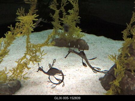 Tengeri csikók-stock-foto