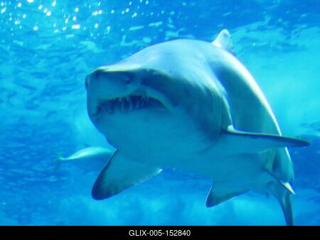 Cápa-stock-foto