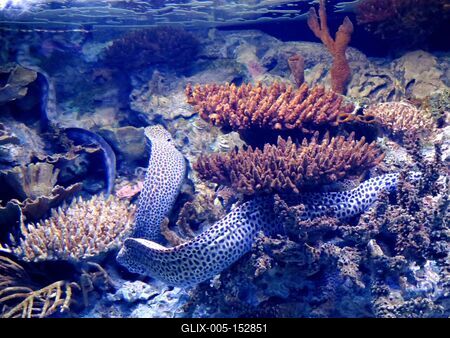 Muréna az óceáni akváriumban-stock-foto