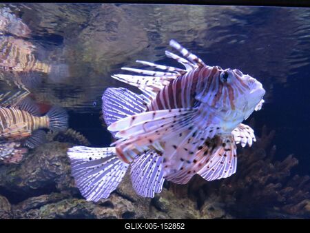 Sárkányhal-stock-foto