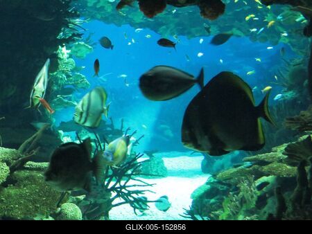 Óceáni akvárium - Tengeri élõvilág-stock-foto