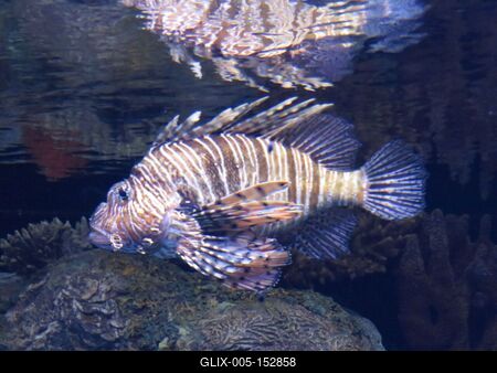 Sárkányhal-stock-foto