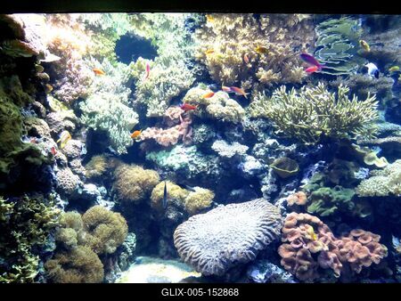 Óceáni akvárium - Lisszabon-stock-foto