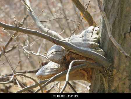 Taplógomba-stock-foto