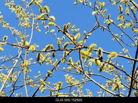 Ébredõ erdõ - Barkák-stock-foto