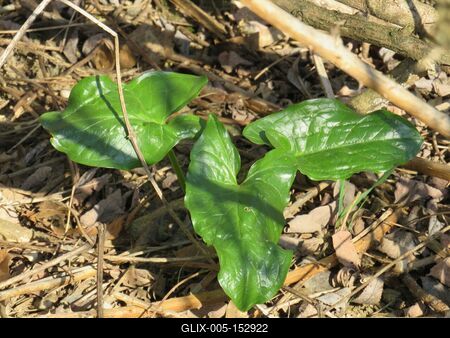 Ébredõ erdõ sarjadó lapulevéllel-stock-foto