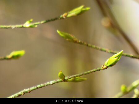 Bimbózó növény a nagykovácsi erdõben - Tavaszodás-stock-foto