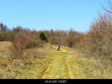 Tavaszodás a nagykovácsi erdõben-stock-foto