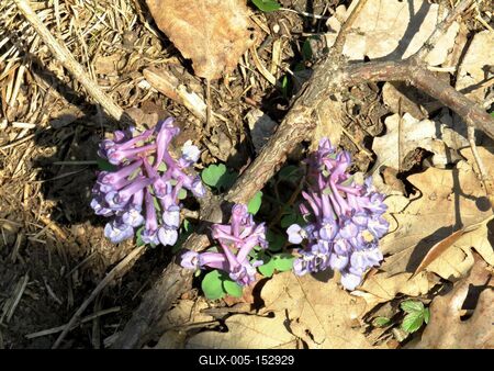 Ébredõ erdõ - Virágok az avarban-stock-foto