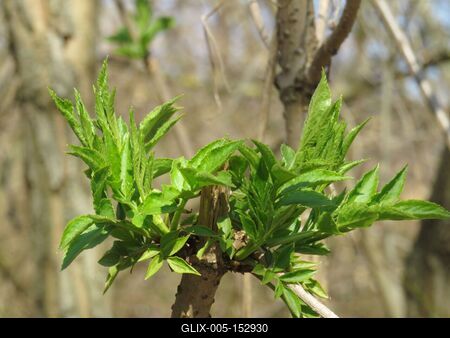 Ébredõ természet - Bodzahajtás-stock-foto