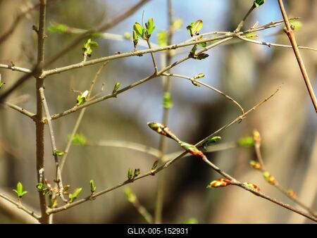 Tavaszi ébredés bimbókkal-stock-foto