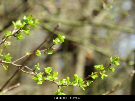 Ébredõ természet - Nagykovácsi erdõ-stock-foto