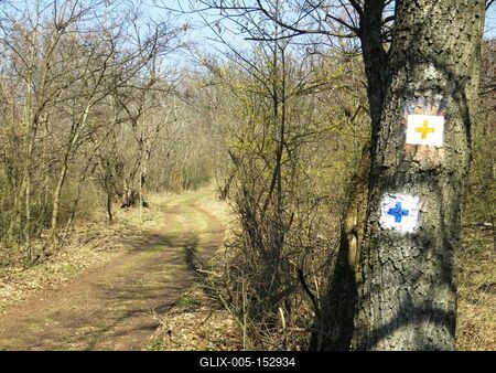 Erdei út-stock-foto