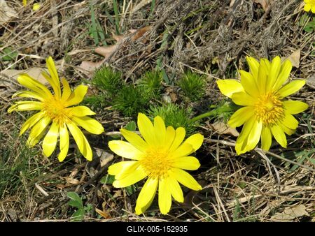 Ébredõ természet - Hérics-stock-foto