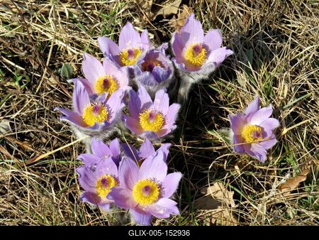 Ébredõ természet - Nõszirom-stock-foto