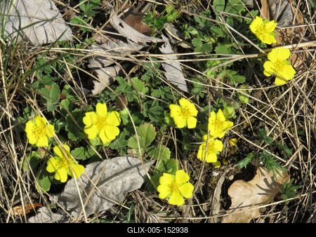 Ébredõ erdõ - Sárga virág az avarban-stock-foto