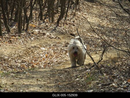 Kiránduló kutya-stock-foto