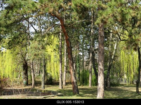 Tavasz a Népligetben-stock-foto