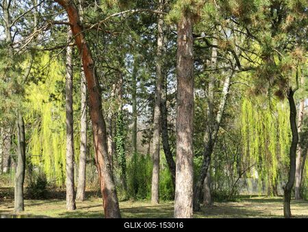 Tavasz a Népligetben-stock-foto
