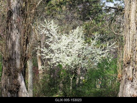 Tavasz a Népligetben-stock-foto