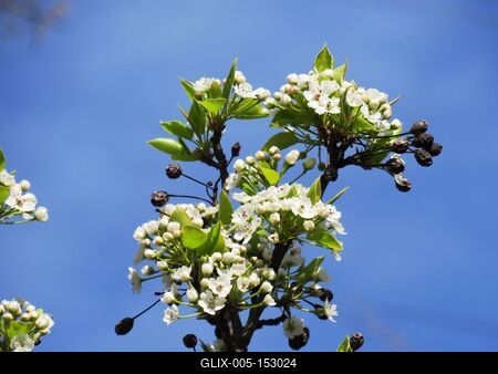 Tavasz - Virágzó fa-stock-foto