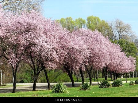 Tavasz a Népligetben-stock-foto