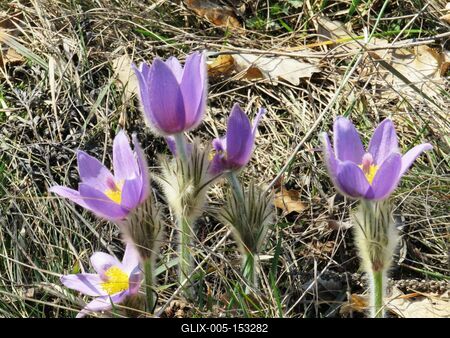 Kökörcsin - Tavaszodás az erdõben-stock-foto