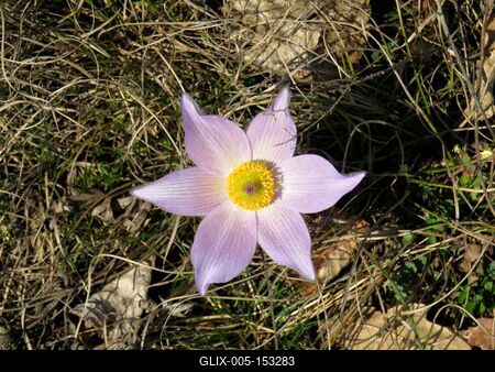 Kökörcsin - Tavaszodás az erdõben-stock-foto