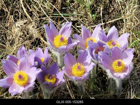 Kökörcsin - Ébredõ erdõ-stock-foto