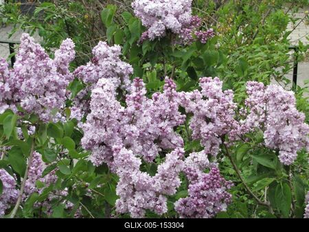 Budapest, 2014. április 13.Lila orgona egy budai kertben.-stock-foto