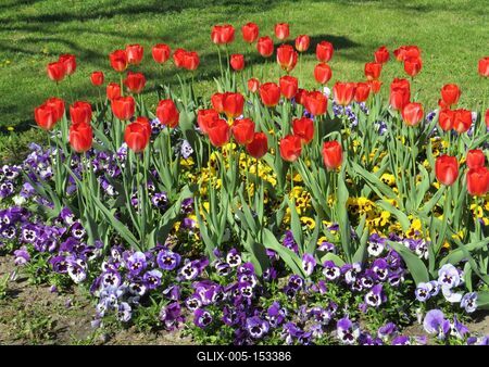 Tavaaszi virágok Szarvason-stock-foto