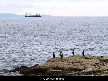 Trieszti öböl kormoránokkal és teherhajóval-stock-foto