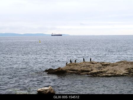 Trieszti öböl kormoránokkal és teherhajóval-stock-foto
