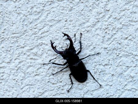 Szarvasbogár-stock-foto