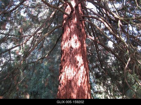 Sárvár (Hungary), 11 September 2016Giant redwood in Sárvár arboretum.Mammutfenyõ a sárvári arborétumban.-stock-foto