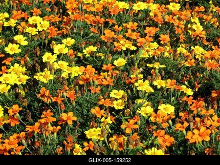 Szombathely (Hungary), 12 September 2016Marigold flowers.Büdöske virág.-stock-foto