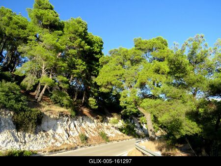 Autóút gomba fenyõk között - Gargano-félsziget-stock-foto