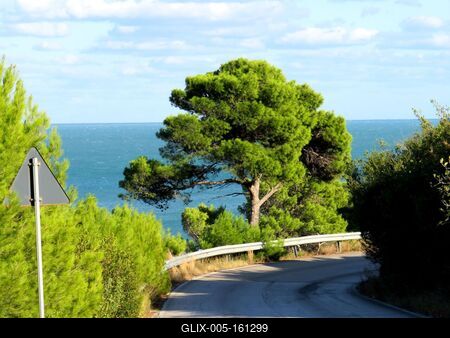 Gomba fenyõ az Adriai-tengernél - Olaszország-stock-foto