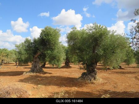 Vén olajfák - Ostuni - Olaszország-stock-foto