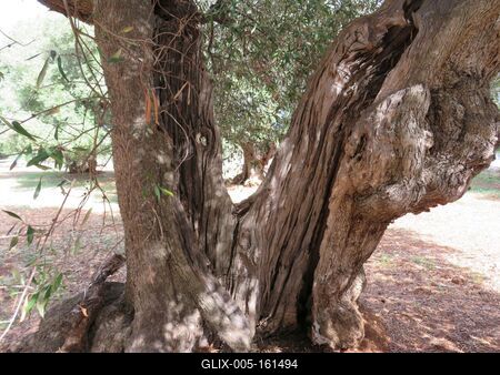 Vén olajfa törzse - Ostuni - Olaszország-stock-foto