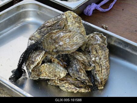 Osztriga - Taranto - Olaszország-stock-foto