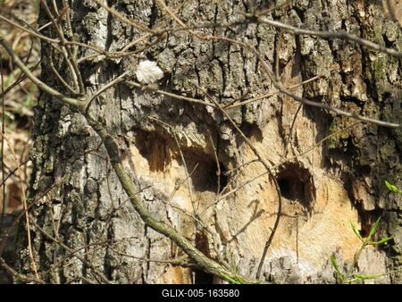 Decaying trweew trunk with lairs - Forest - Hungary-stock-foto